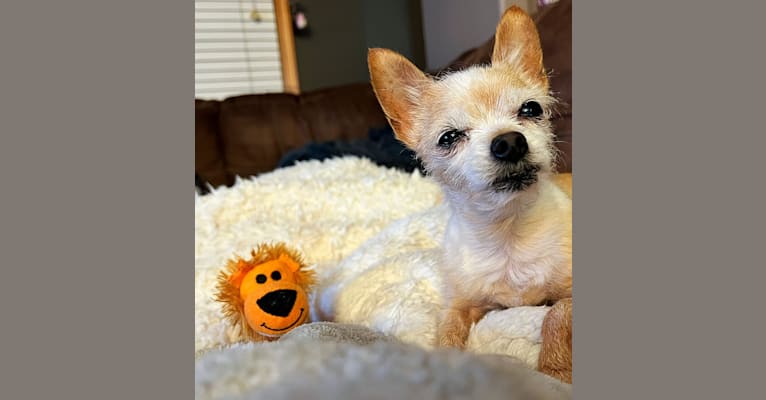 Honii Barron, a Yorkshire Terrier and Chihuahua mix tested with EmbarkVet.com