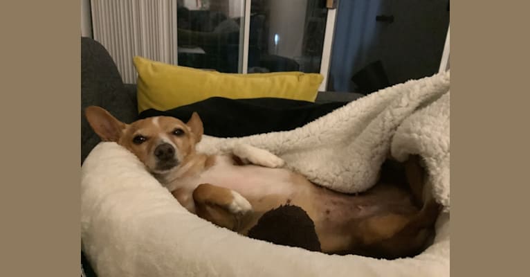 Lily, a Chihuahua and Beagle mix tested with EmbarkVet.com