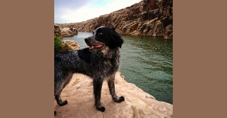 Photo of Riley, an English Springer Spaniel, Australian Cattle Dog, Australian Shepherd, Brittany, and Border Collie mix in Phoenix, Arizona, USA