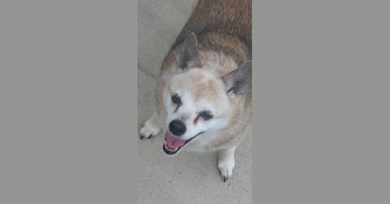 Photo of Lassie, a Pomeranian and Rat Terrier mix in Burleson, Texas, USA