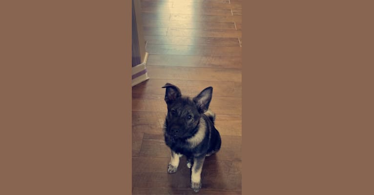 Brutus, a Norwegian Elkhound tested with EmbarkVet.com