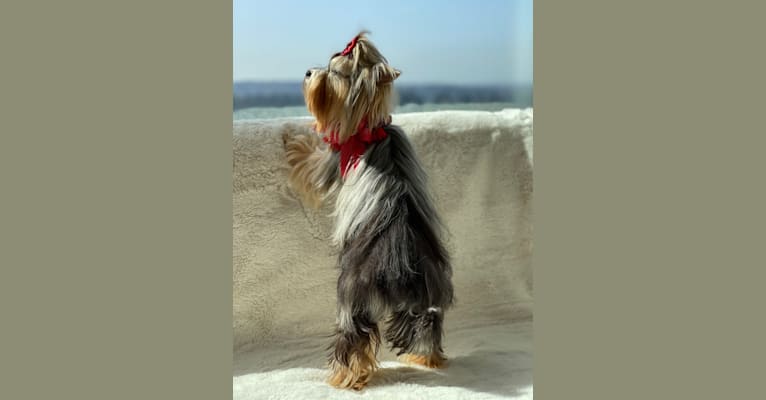 Photo of Gabby Now Star Tsarskaya Uteha, a Biewer Terrier and Havanese mix in Moscow, Russia