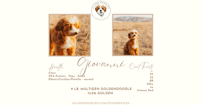 Gio, a Goldendoodle tested with EmbarkVet.com
