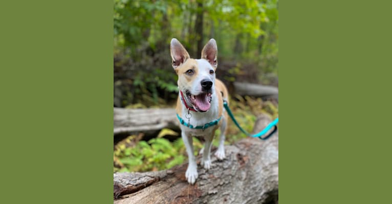 Spike, an American Pit Bull Terrier and Miniature/MAS-type Australian Shepherd mix tested with EmbarkVet.com