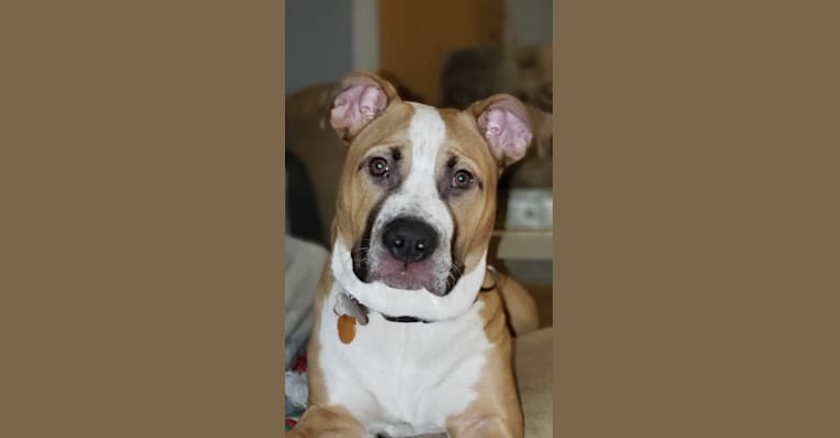 Archer, an American Bully and German Shepherd Dog mix tested with EmbarkVet.com