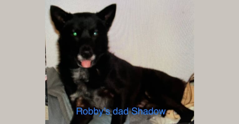 Robby, a Chow Chow and American Eskimo Dog mix tested with EmbarkVet.com