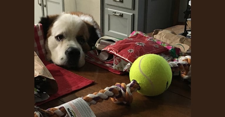 Bernie, a Saint Bernard tested with EmbarkVet.com