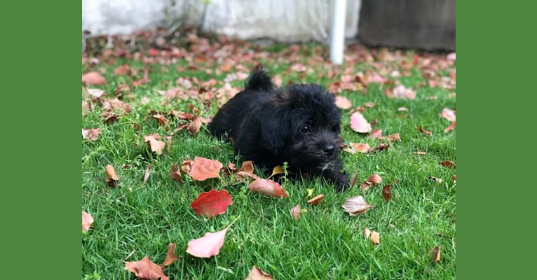 Kodak, a Poodle (Small) and Pekingese mix tested with EmbarkVet.com