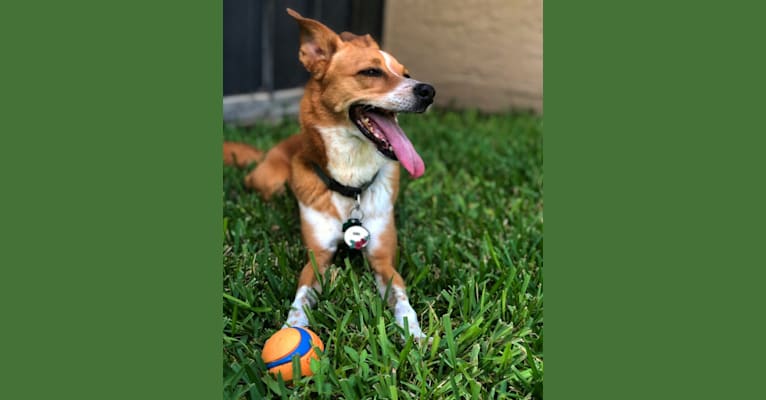 Kona, a Chihuahua and Poodle (Small) mix tested with EmbarkVet.com