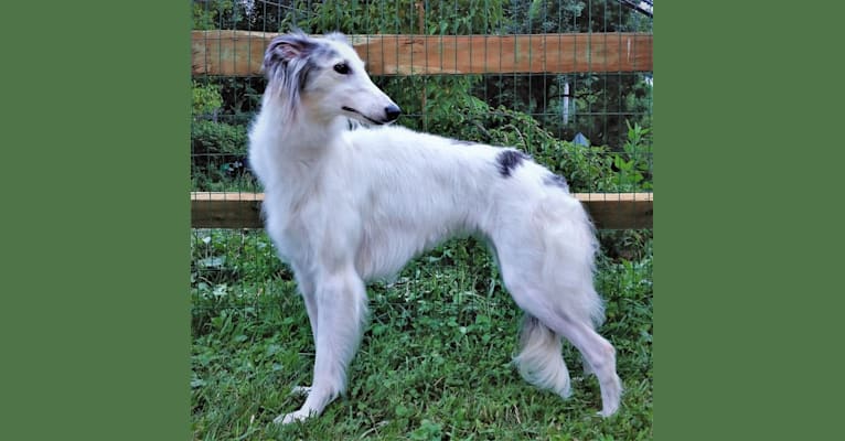 Mouse, a Silken Windhound tested with EmbarkVet.com