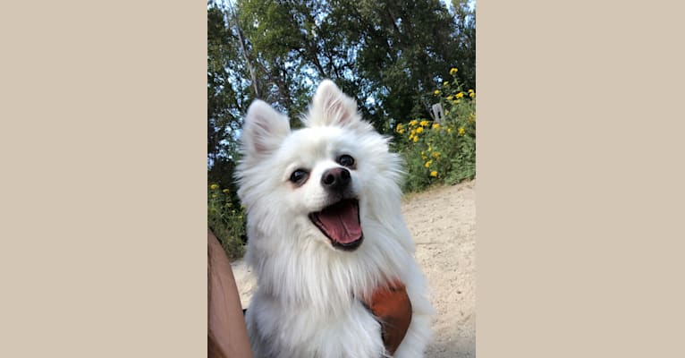 Dong gua, an American Eskimo Dog and Pomeranian mix tested with EmbarkVet.com