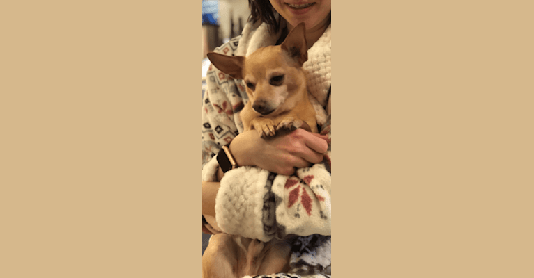 Nigel, a Chihuahua tested with EmbarkVet.com