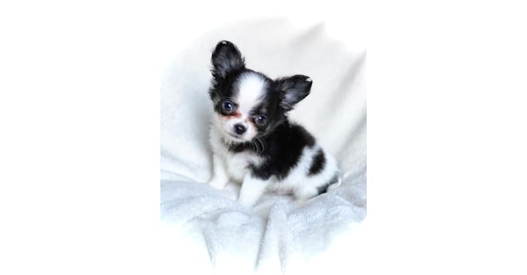 Photo of Piccolo, a Chihuahua  in Vandalia, MI, USA