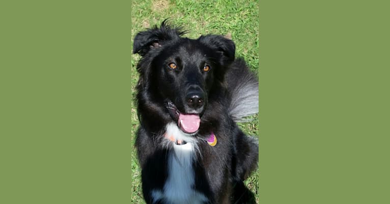 Mo, a Collie and Staffordshire Terrier mix tested with EmbarkVet.com
