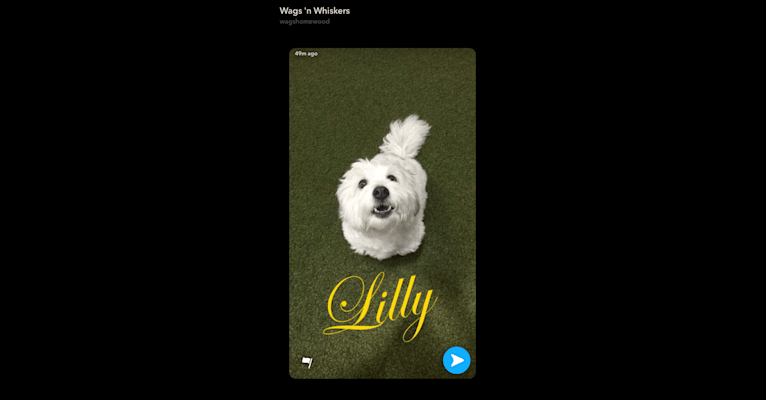 Lilly, a Maltese and Chihuahua mix tested with EmbarkVet.com