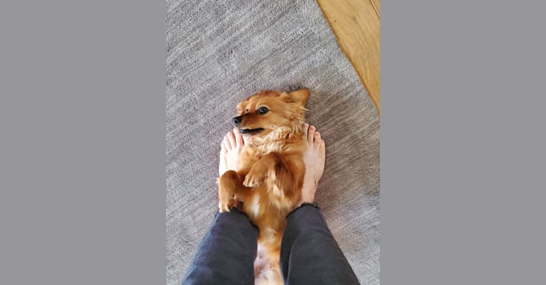 Luna, a Chihuahua and Dachshund mix tested with EmbarkVet.com