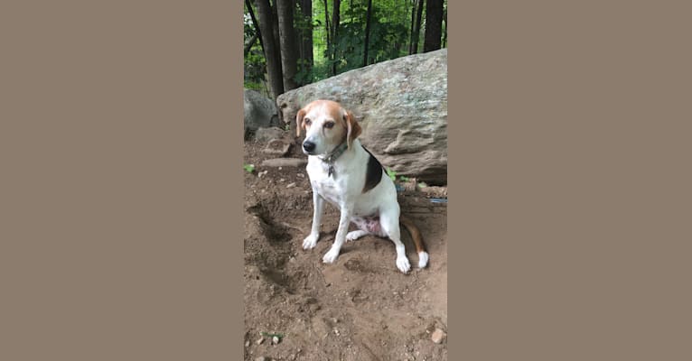 Nellie Noodle, an American Foxhound tested with EmbarkVet.com