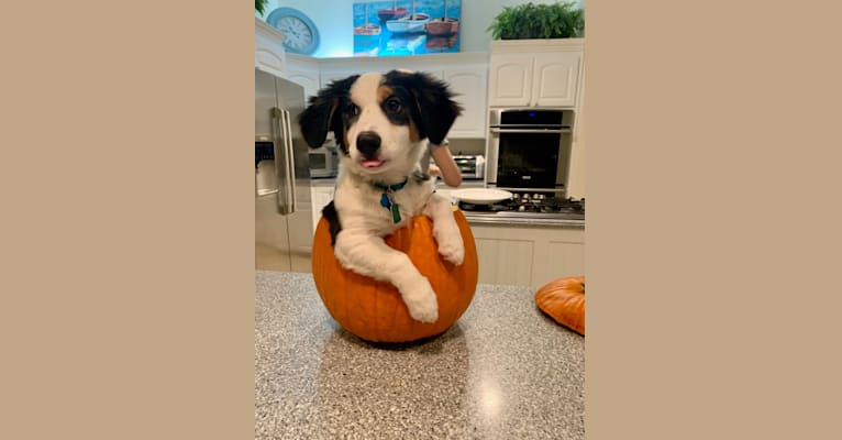 Bentley, a Chihuahua and Australian Cattle Dog mix tested with EmbarkVet.com