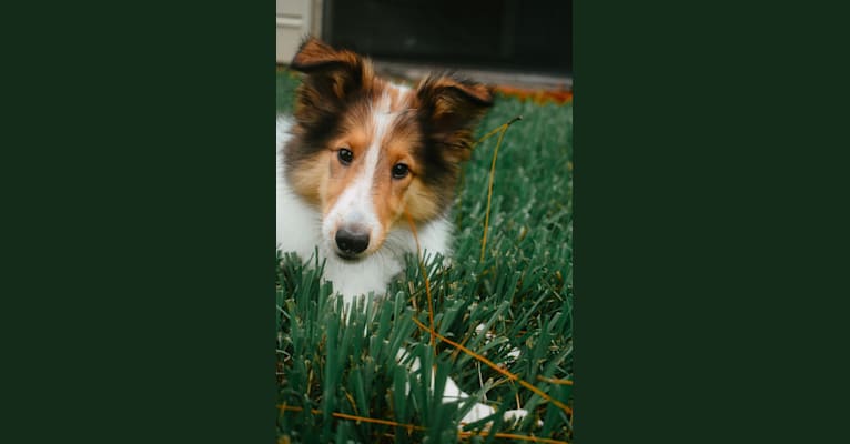 Photo of Nyx Rossie, a Collie  in Michigan, USA