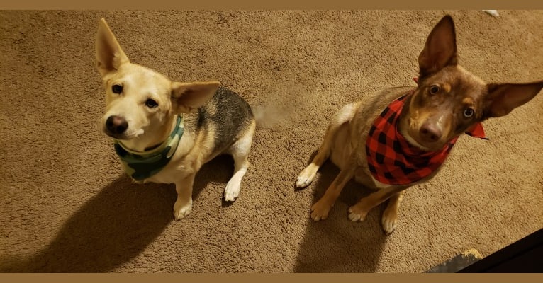 Photo of Bow, a Siberian Husky, Chihuahua, Akita, and Mixed mix in Modesto, California, USA