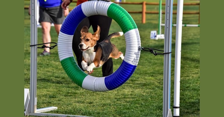Dylan, a Beagle tested with EmbarkVet.com