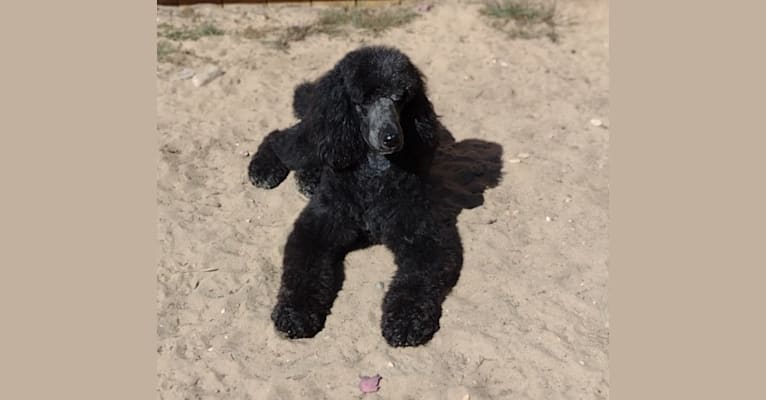 Maggie, a Poodle tested with EmbarkVet.com