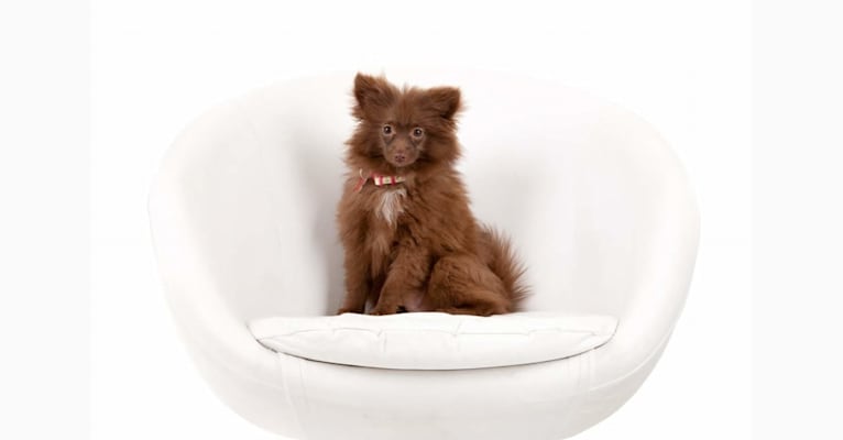 Photo of Brownie, a Pomeranian  in San Diego, California, USA