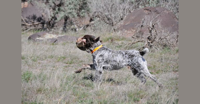 Bo of Wolf Fork Canyon, a Cesky Fousek and Wirehaired Pointing Griffon mix tested with EmbarkVet.com