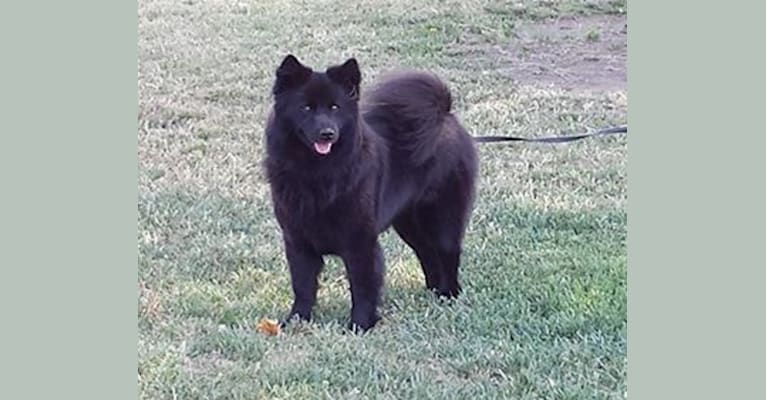 Stråhles Niná Bierdni, a Swedish Lapphund tested with EmbarkVet.com