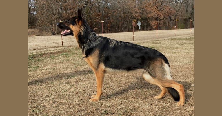 Photo of Andeigh, a German Shepherd Dog 