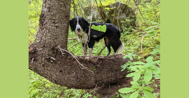 Milo, a Border Collie and McNab mix tested with EmbarkVet.com