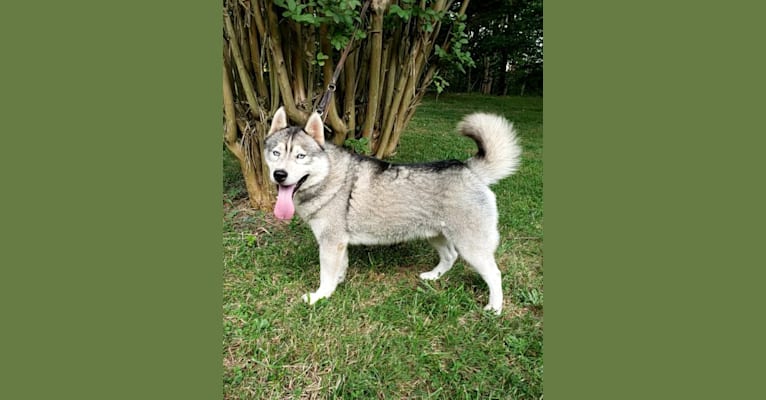 Photo of Kennon's Song Of Olympus, a Siberian Husky 