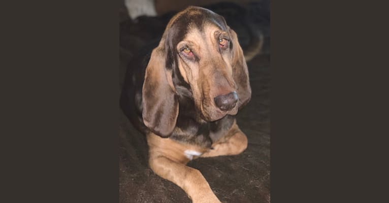 Willow Viduya, a Bloodhound tested with EmbarkVet.com