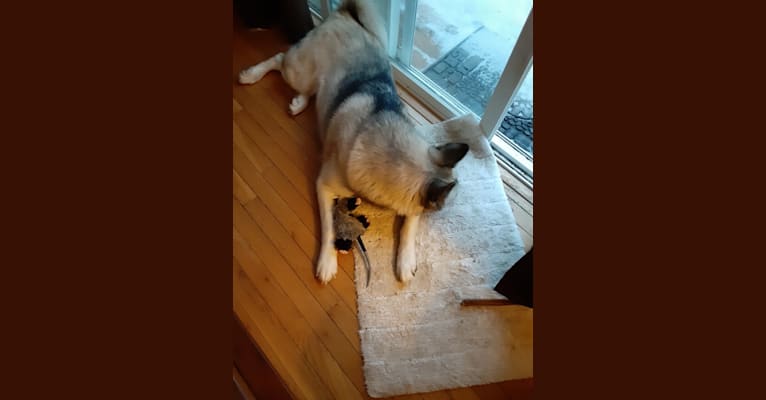 Photo of Skye, an Alaskan Malamute, German Shepherd Dog, and Siberian Husky mix in USA
