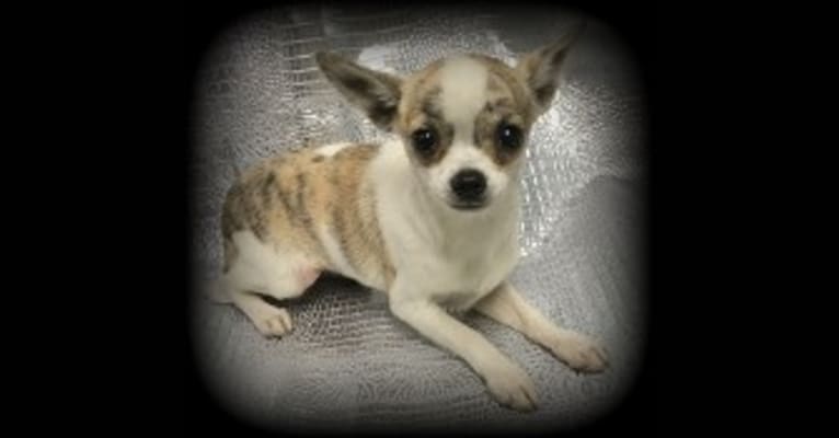 Truffles, a Chihuahua tested with EmbarkVet.com