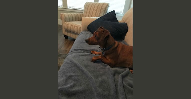 Photo of Rocky, a Miniature Pinscher, Chihuahua, and Mixed mix in Texas City, Texas, USA