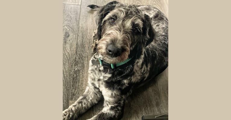 Photo of Maggie, a Labradoodle  in Cleveland, OH, USA