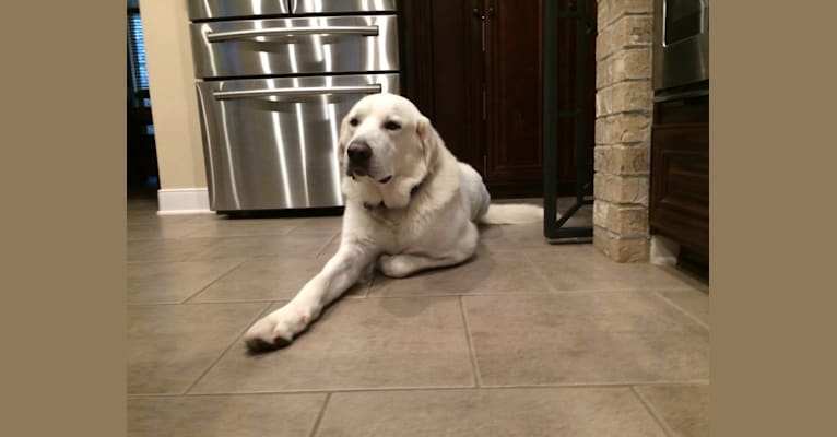 Trent, a Great Pyrenees and German Shepherd Dog mix tested with EmbarkVet.com