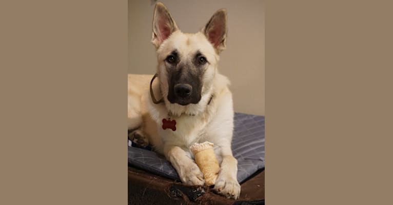 Dieter, a Great Pyrenees and German Shepherd Dog mix tested with EmbarkVet.com