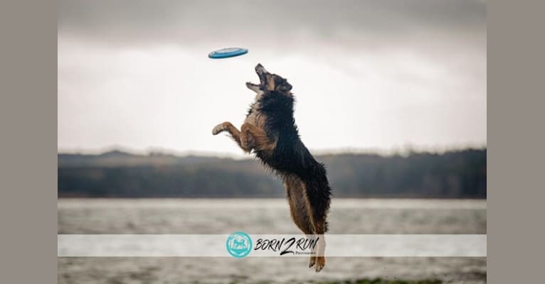 Dilly, a German Shepherd Dog and Australian Shepherd mix tested with EmbarkVet.com