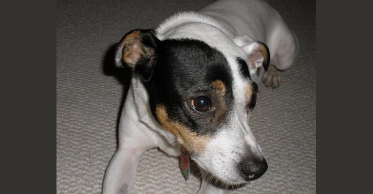 Jack, a Rat Terrier tested with EmbarkVet.com
