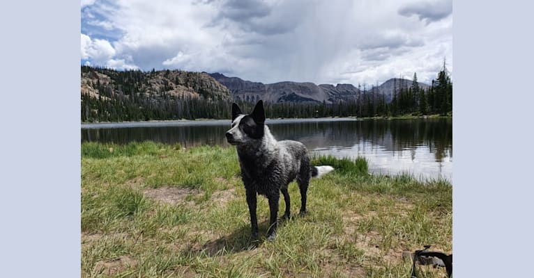 Trace, an Australian Cattle Dog and Koolie mix tested with EmbarkVet.com