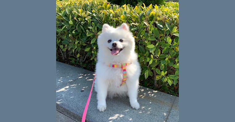 Maru, a Pomeranian and Pekingese mix tested with EmbarkVet.com