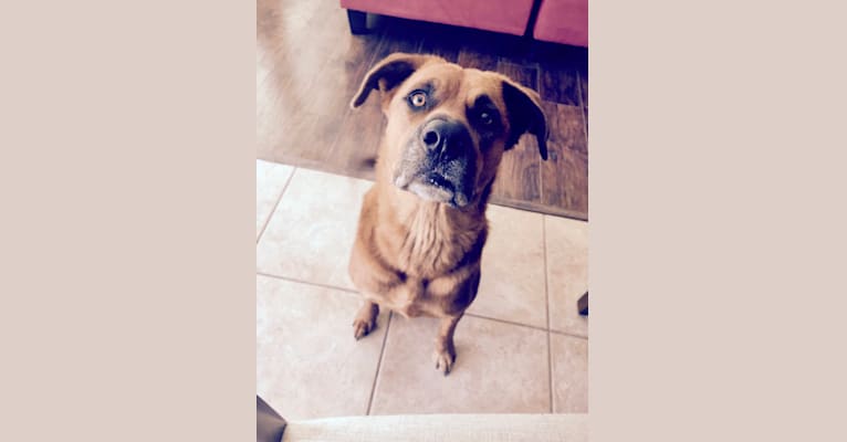Photo of Piper, a Rottweiler, Chow Chow, and Mixed mix in Phoenix, Arizona, USA