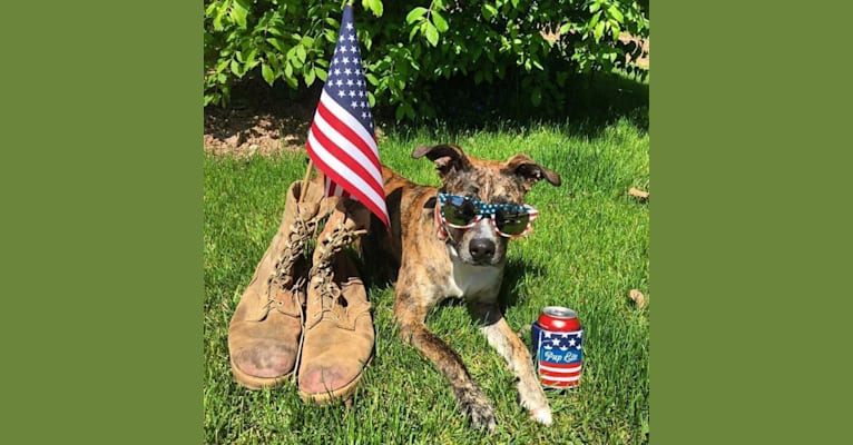 Photo of Quinn, an American Pit Bull Terrier, Australian Cattle Dog, and Boxer mix in Hazard, Kentucky, USA