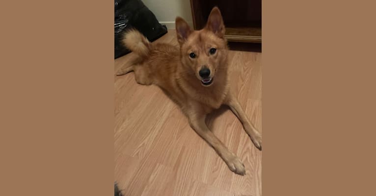 Photo of Clementine, a Finnish Spitz  in Minnesota, USA