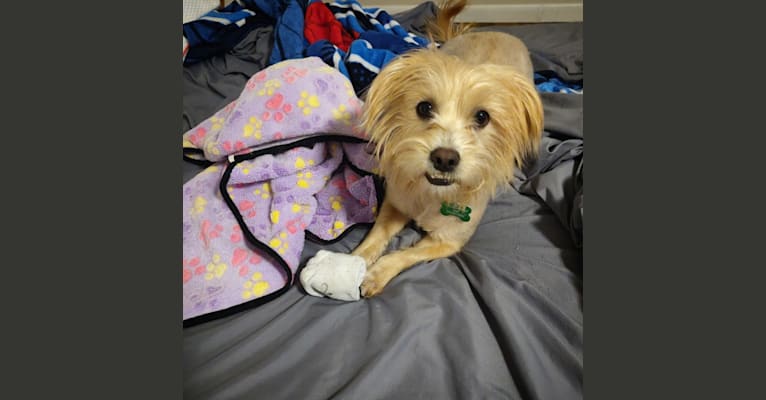 Chance, a Yorkshire Terrier and Shih Tzu mix tested with EmbarkVet.com