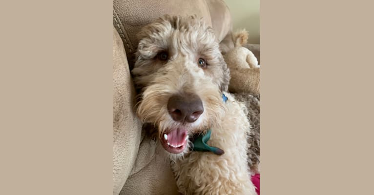 Photo of Oakley, a Goldendoodle  in Knoxville, TN, USA