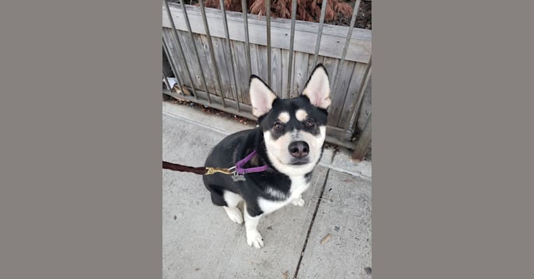 Embark Dog DNA Test Breed