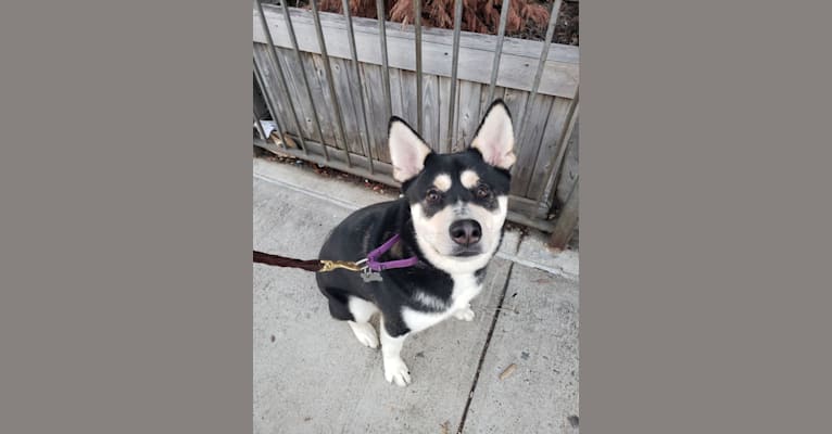 Uno, an Alaskan Klee Kai and Shiba Inu mix tested with EmbarkVet.com